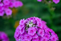 Daniel_Clements_Photography_0001_4537-scaled